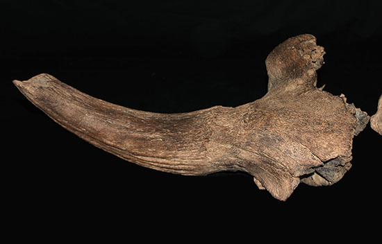 氷河期の北地を闊歩していた絶滅種ステップバイソンの頭部と巨大角２本の完品化石。（その7）