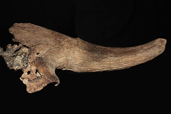 氷河期の北地を闊歩していた絶滅種ステップバイソンの頭部と巨大角２本の完品化石。（その9）
