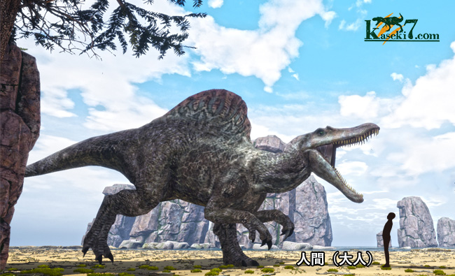リーズナブルプライス！クオリティを最優先するコレクターにお届けする最高の逸品。スピノサウルス（Spinosaurus）のフットクロウの化石（その4）