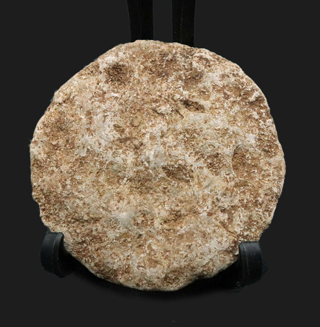実は巨大な原生生物、イタリア産の貨幣石（Nummulites oosteri）。示準化石として有名（その1）