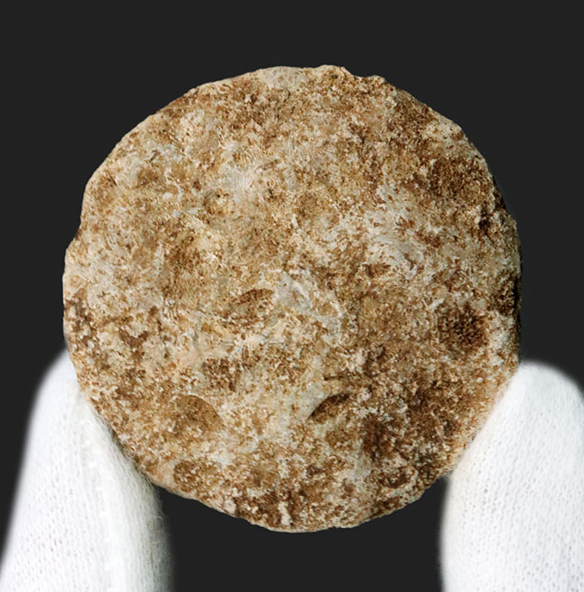 実は巨大な原生生物、イタリア産の貨幣石(Nummulites oosteri)。示準化石として有名(その2)