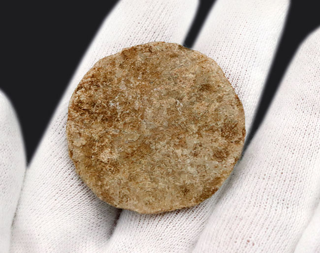 実は巨大な原生生物、イタリア産の貨幣石（Nummulites oosteri）。示準化石として有名（その3）