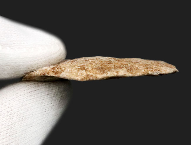 実は巨大な原生生物、イタリア産の貨幣石(Nummulites oosteri)。示準化石として有名(その4)
