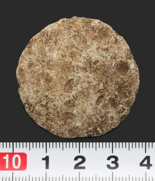 実は巨大な原生生物、イタリア産の貨幣石(Nummulites oosteri)。示準化石として有名(その5)