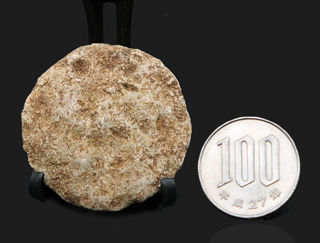 実は巨大な原生生物、イタリア産の貨幣石（Nummulites oosteri）。示準化石として有名（その6）