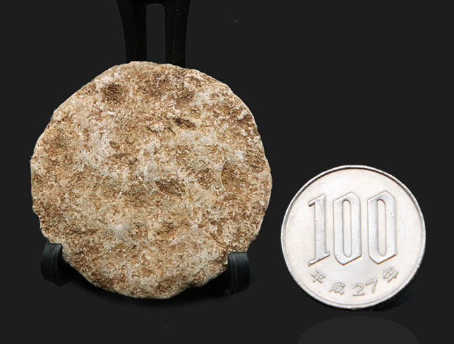 実は巨大な原生生物、イタリア産の貨幣石(Nummulites oosteri)。示準化石として有名(その6)
