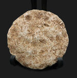 実は巨大な原生生物、イタリア産の貨幣石（Nummulites oosteri）。示準化石として有名