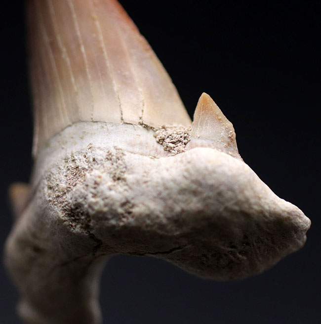 新世代古第三紀に棲息していた絶滅古代鮫、オトドゥス・オブ