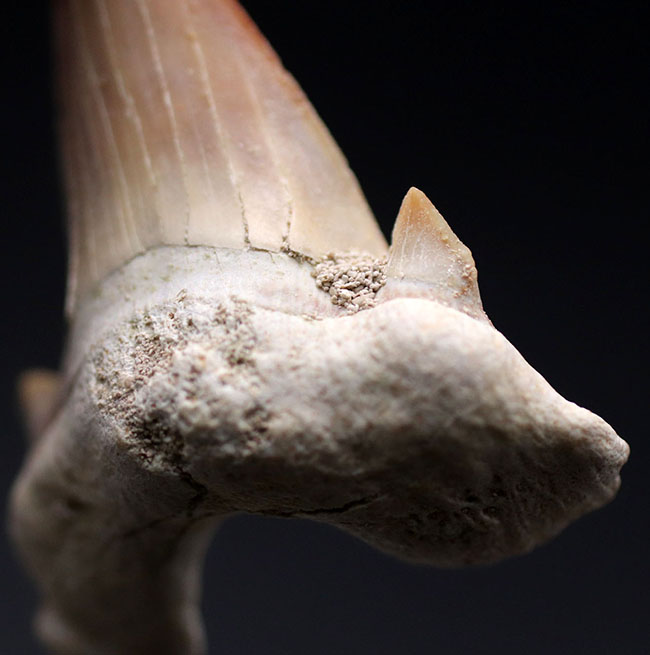 新世代古第三紀に棲息していた絶滅古代鮫、オトドゥス・オブリークスのパーフェクトな歯化石（その3）