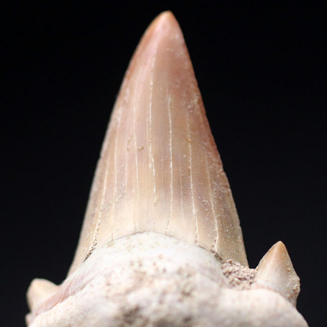 新世代古第三紀に棲息していた絶滅古代鮫、オトドゥス・オブリークスのパーフェクトな歯化石（その4）
