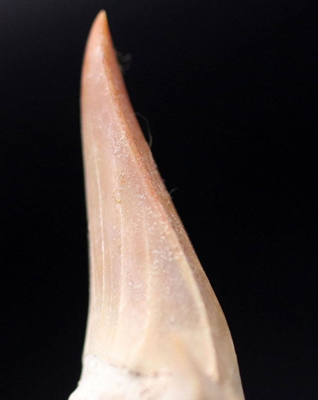 軟体動物、新生代、第三紀中新世＝サメの歯＝アメリカ、ノースカロライナ産 プレゼントにおすすめ！新生代始新世の絶滅古代鮫、オトドゥス・オブ