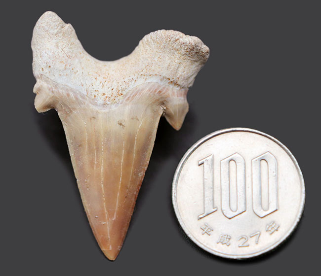 新世代古第三紀に棲息していた絶滅古代鮫、オトドゥス・オブリークスのパーフェクトな歯化石（その9）