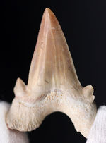 新世代古第三紀に棲息していた絶滅古代鮫、オトドゥス・オブリークスのパーフェクトな歯化石