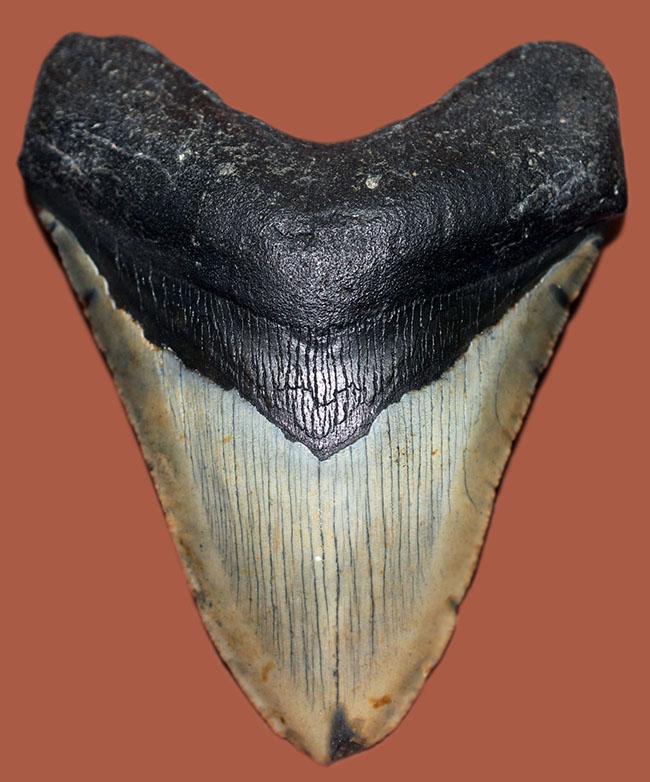カーブ計測12cm超え、史上最大最強とされる肉食古代ザメ、メガロドン（Carcharodon megalodon）の歯化石（その1）