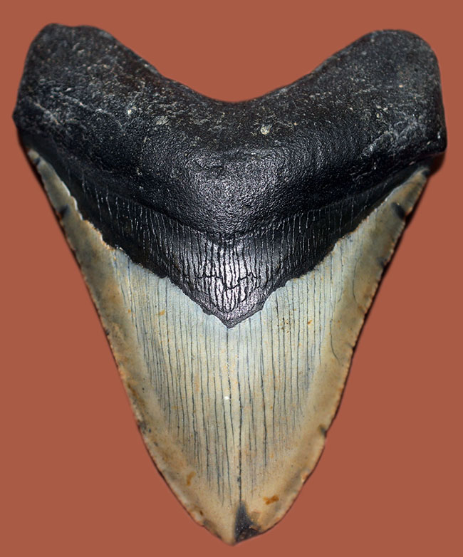 カーブ計測12cm超え、史上最大最強とされる肉食古代ザメ、メガロドン(Carcharodon megalodon)の歯化石(その1)