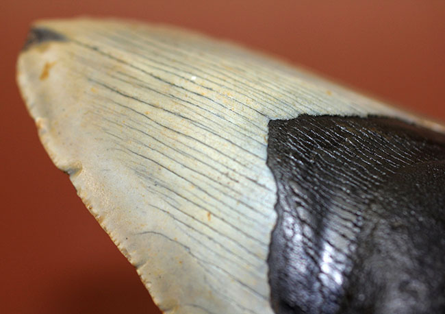 カーブ計測12cm超え、史上最大最強とされる肉食古代ザメ、メガロドン(Carcharodon megalodon)の歯化石(その10)