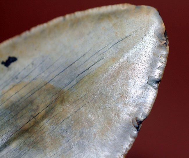 カーブ計測12cm超え、史上最大最強とされる肉食古代ザメ、メガロドン(Carcharodon megalodon)の歯化石(その11)