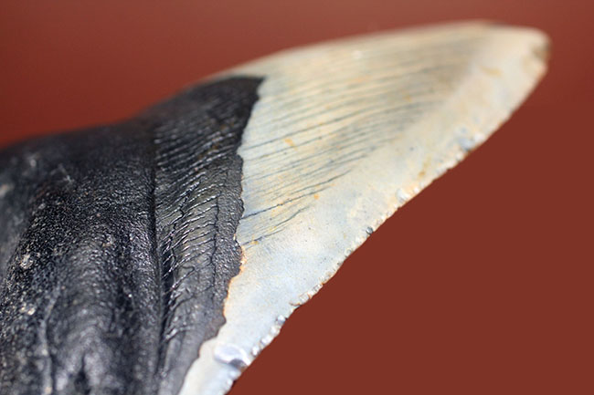 カーブ計測12cm超え、史上最大最強とされる肉食古代ザメ、メガロドン(Carcharodon megalodon)の歯化石(その13)