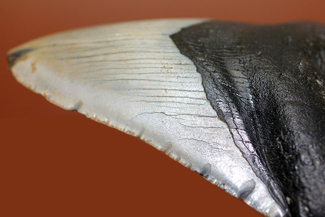 カーブ計測12cm超え、史上最大最強とされる肉食古代ザメ、メガロドン(Carcharodon megalodon)の歯化石(その14)