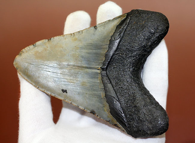 カーブ計測12cm超え、史上最大最強とされる肉食古代ザメ、メガロドン(Carcharodon megalodon)の歯化石(その15)