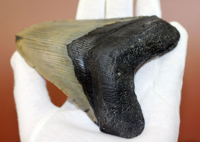 カーブ計測12cm超え、史上最大最強とされる肉食古代ザメ、メガロドン（Carcharodon megalodon）の歯化石（その16）