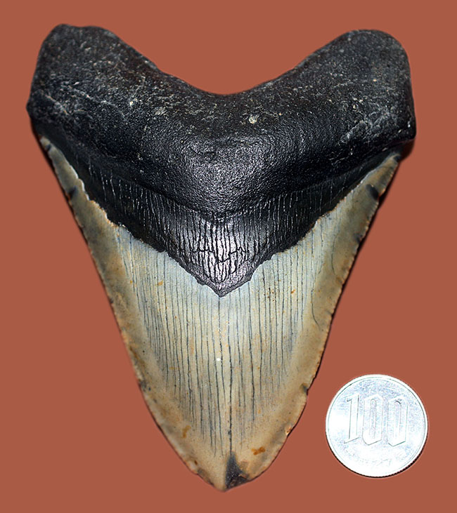 カーブ計測12cm超え、史上最大最強とされる肉食古代ザメ、メガロドン(Carcharodon megalodon)の歯化石(その17)
