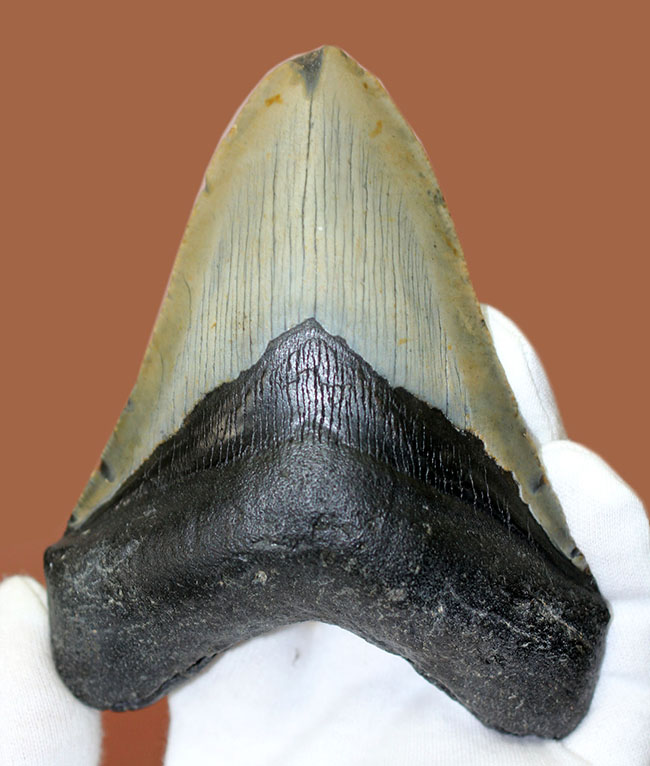 カーブ計測12cm超え、史上最大最強とされる肉食古代ザメ、メガロドン（Carcharodon megalodon）の歯化石（その2）