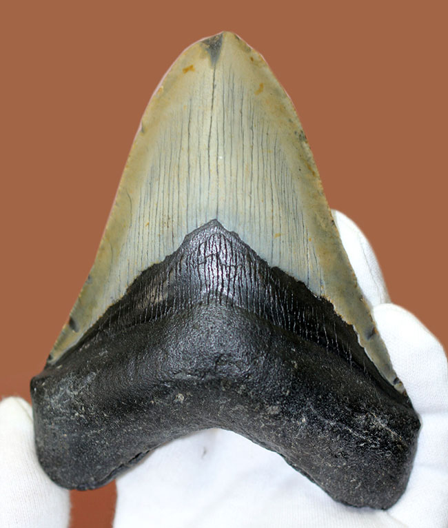 カーブ計測12cm超え、史上最大最強とされる肉食古代ザメ、メガロドン(Carcharodon megalodon)の歯化石(その2)