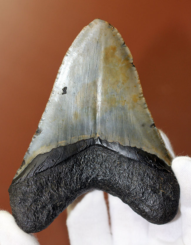 カーブ計測12cm超え、史上最大最強とされる肉食古代ザメ、メガロドン(Carcharodon megalodon)の歯化石(その3)