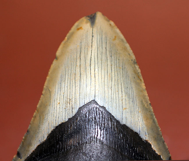 カーブ計測12cm超え、史上最大最強とされる肉食古代ザメ、メガロドン(Carcharodon megalodon)の歯化石(その4)