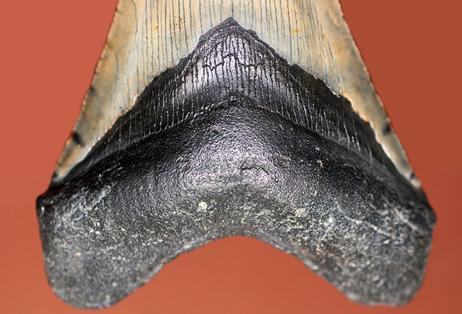 カーブ計測12cm超え、史上最大最強とされる肉食古代ザメ、メガロドン（Carcharodon megalodon）の歯化石（その5）