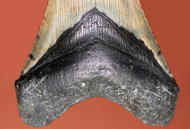 カーブ計測12cm超え、史上最大最強とされる肉食古代ザメ、メガロドン(Carcharodon megalodon)の歯化石(その5)