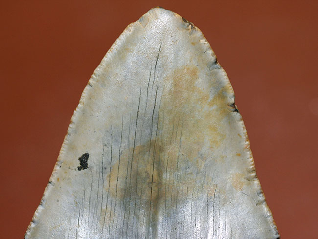 カーブ計測12cm超え、史上最大最強とされる肉食古代ザメ、メガロドン(Carcharodon megalodon)の歯化石(その6)