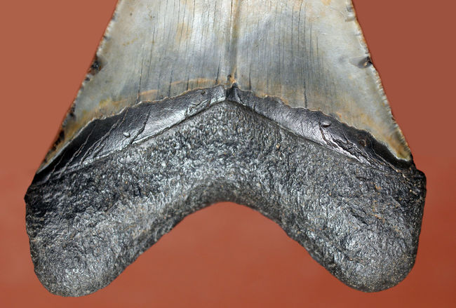 カーブ計測12cm超え、史上最大最強とされる肉食古代ザメ、メガロドン（Carcharodon megalodon）の歯化石（その7）