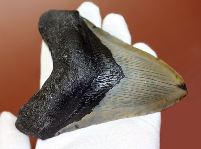 カーブ計測12cm超え、史上最大最強とされる肉食古代ザメ、メガロドン(Carcharodon megalodon)の歯化石(その8)