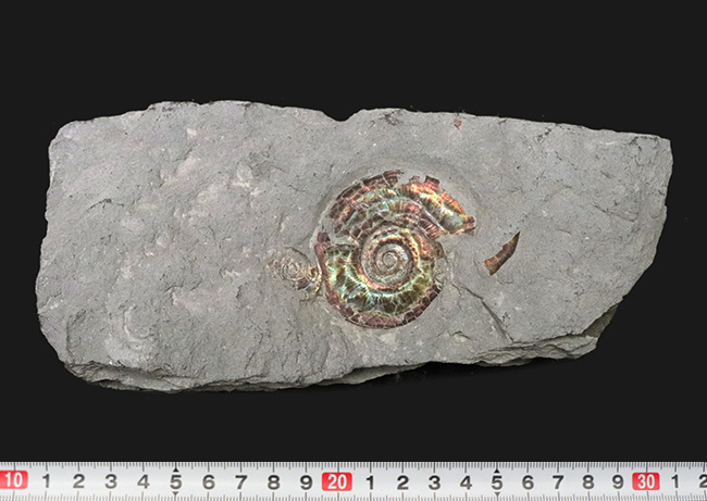 近年稀に見る上質標本！アンモナイトのコレクションを完成させるのに