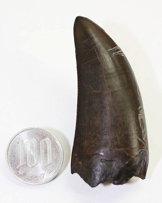 国内初のティラノサウルス科大型種の歯の化石について｜恐竜