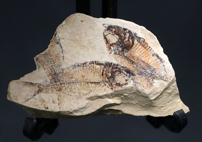 およそ５０００万年前の地層から採集された古代魚、ゴシウテクティス(Gosiutichthys parvus)のマルチプレート化石（その1）