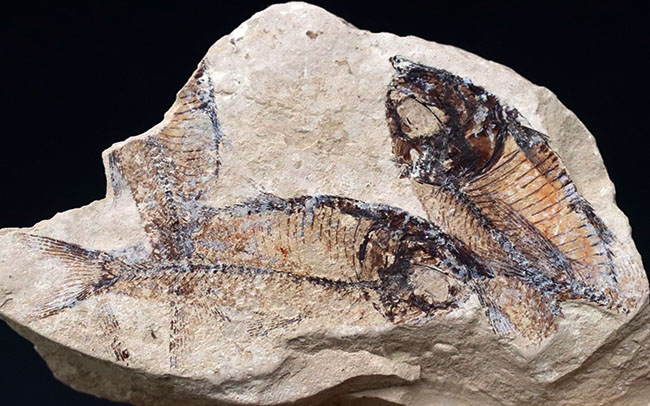 およそ５０００万年前の地層から採集された古代魚、ゴシウテクティス(Gosiutichthys parvus)のマルチプレート化石（その2）