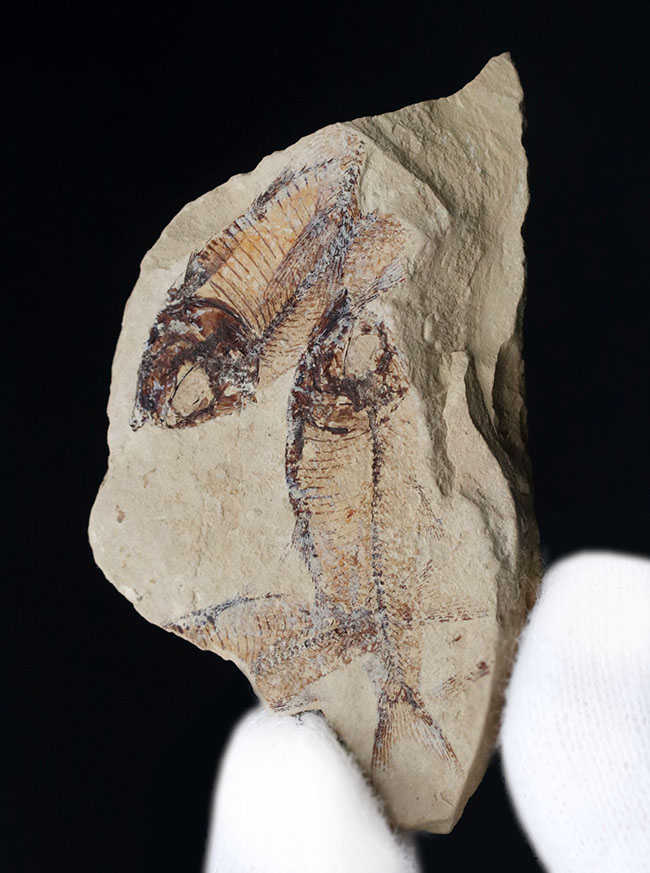 およそ５０００万年前の地層から採集された古代魚、ゴシウテクティス(Gosiutichthys parvus)のマルチプレート化石（その3）