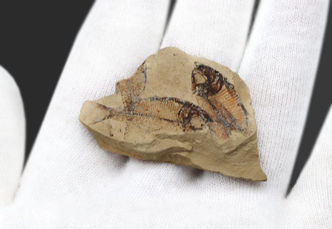 およそ５０００万年前の地層から採集された古代魚、ゴシウテクティス(Gosiutichthys parvus)のマルチプレート化石（その4）