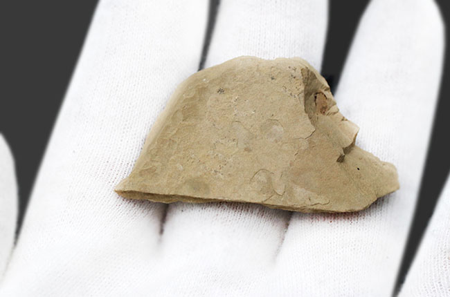 およそ5000万年前の地層から採集された古代魚