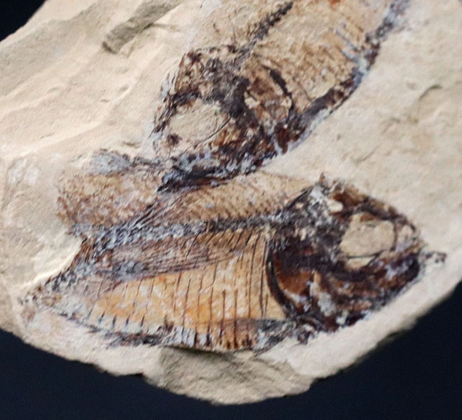 およそ５０００万年前の地層から採集された古代魚、ゴシウテクティス(Gosiutichthys parvus)のマルチプレート化石（その6）