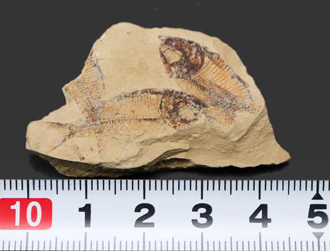 およそ５０００万年前の地層から採集された古代魚、ゴシウテクティス(Gosiutichthys parvus)のマルチプレート化石（その8）
