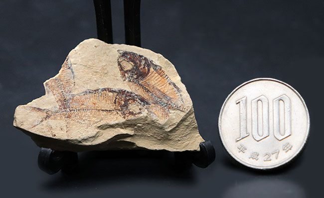 およそ５０００万年前の地層から採集された古代魚、ゴシウテクティス(Gosiutichthys parvus)のマルチプレート化石（その9）