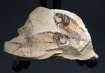 およそ５０００万年前の地層から採集された古代魚、ゴシウテクティス(Gosiutichthys parvus)のマルチプレート化石