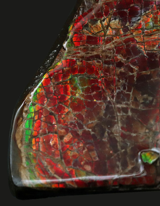 8センチ超え!カナダ・アルバータの自然が生んだ宝石、アンモライト(Ammolite)のピース(その1)