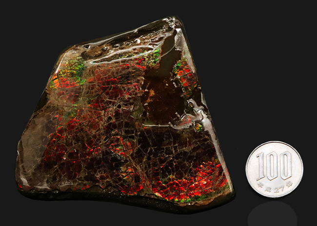 8センチ超え!カナダ・アルバータの自然が生んだ宝石、アンモライト(Ammolite)のピース(その10)