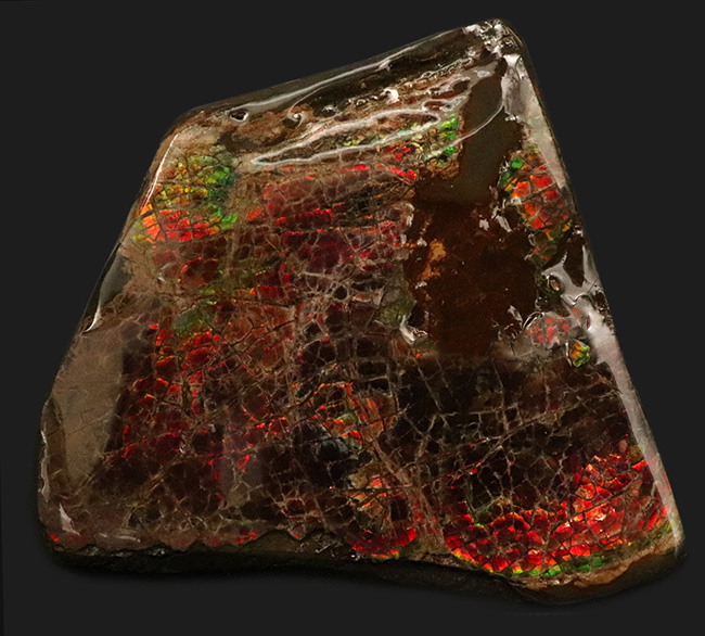 ８センチ超え！カナダ・アルバータの自然が生んだ宝石、アンモライト（Ammolite）のピース（その2）