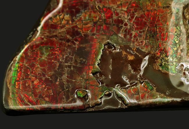 8センチ超え!カナダ・アルバータの自然が生んだ宝石、アンモライト(Ammolite)のピース(その4)